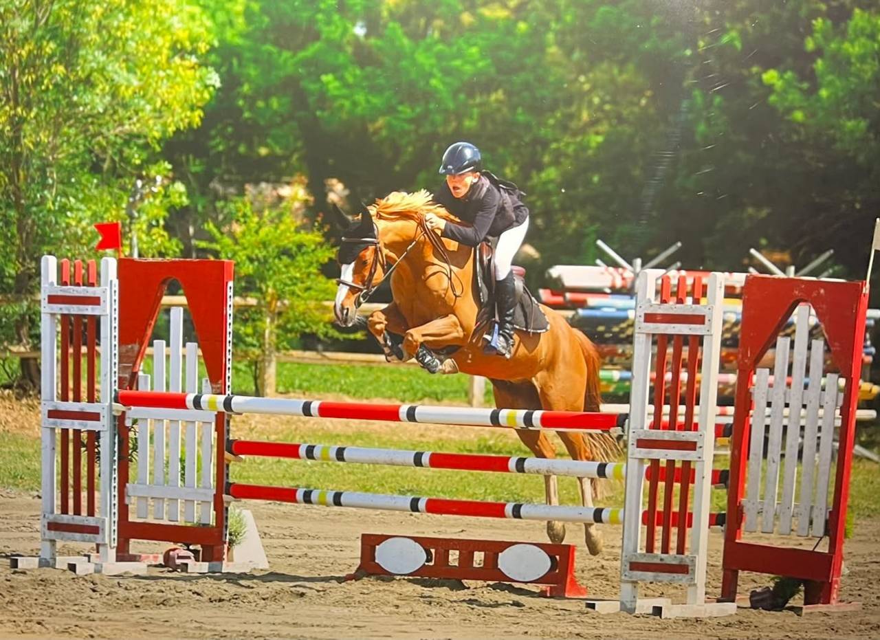 Ruin Franse rijpony PFS Te koop 2015 Vos
