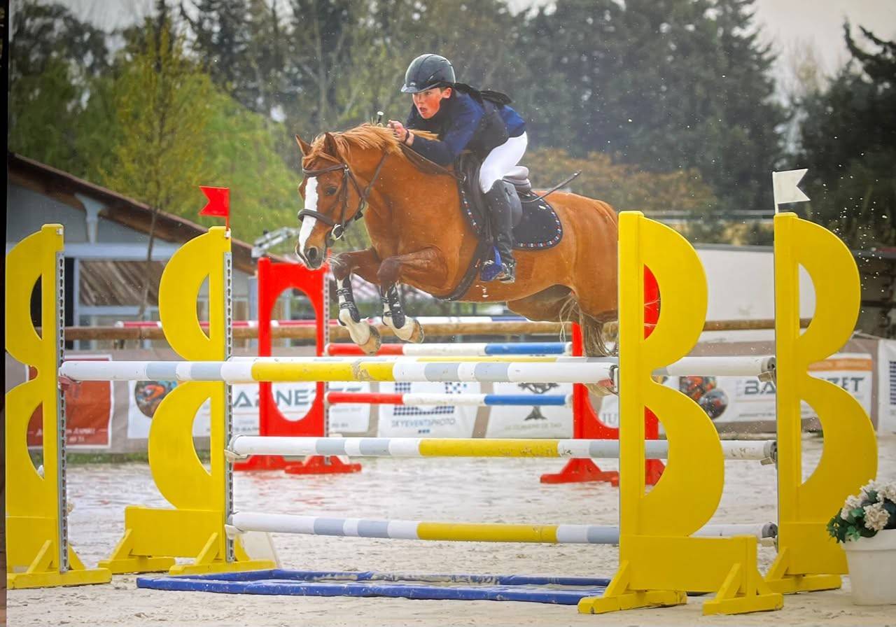 Ruin Franse rijpony PFS Te koop 2015 Vos