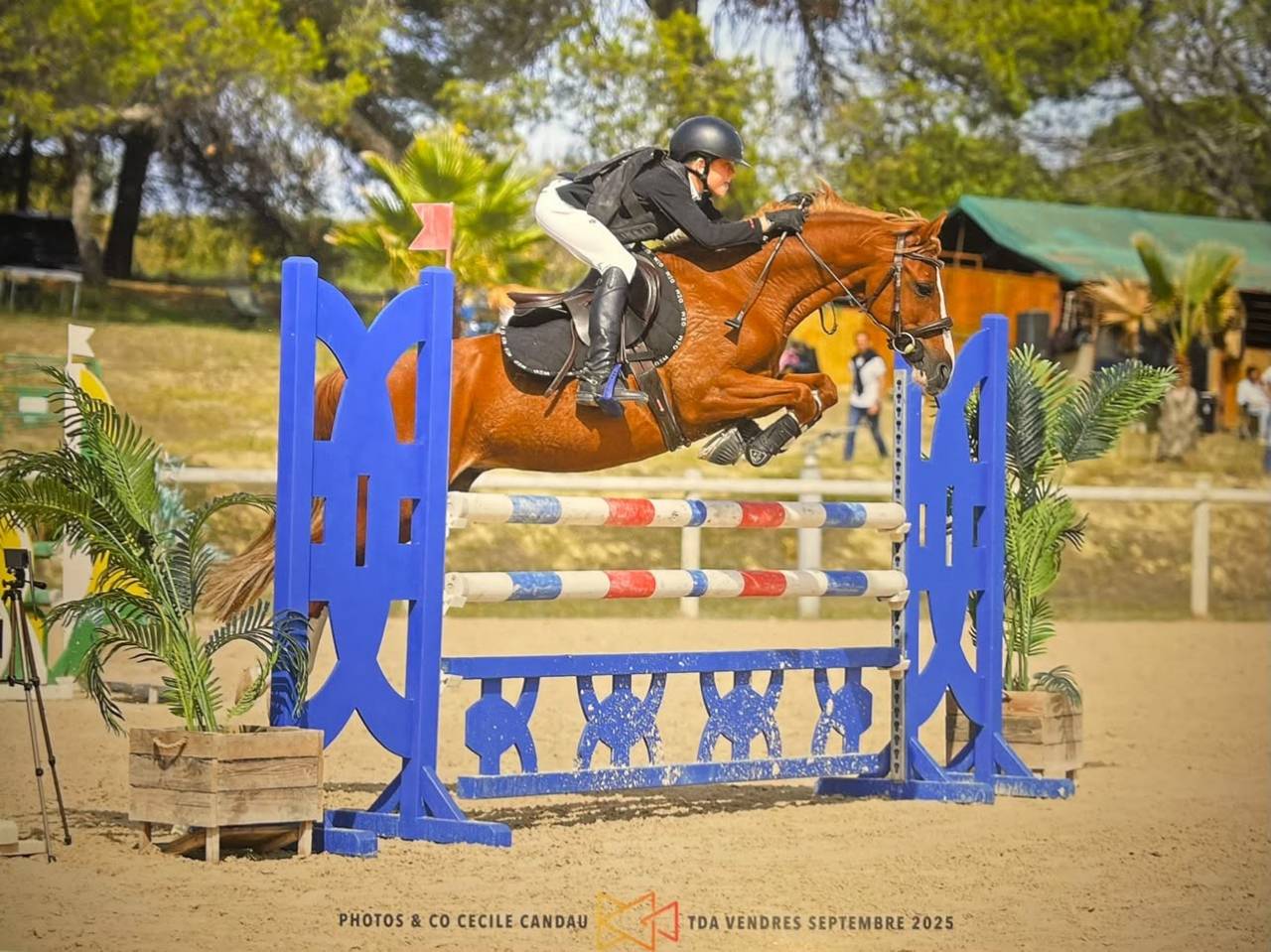 Ruin Franse rijpony PFS Te koop 2015 Vos