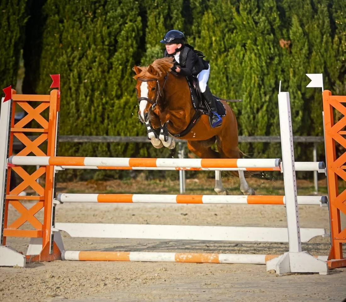Ruin Franse rijpony PFS Te koop 2015 Vos