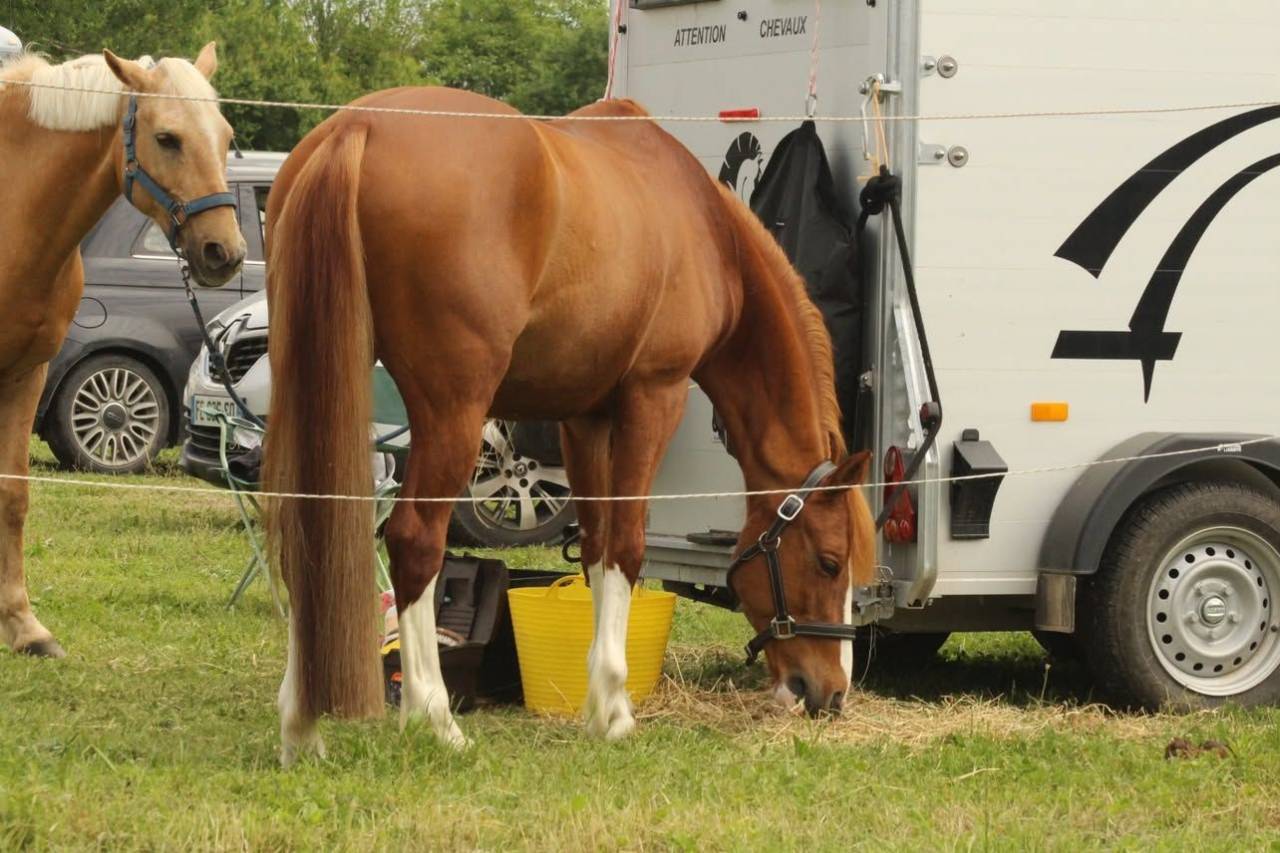 Ruin Franse rijpony PFS Te koop 2015 Vos