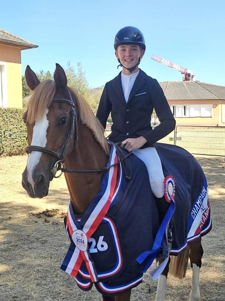 Ruin Franse rijpony PFS Te koop 2015 Vos
