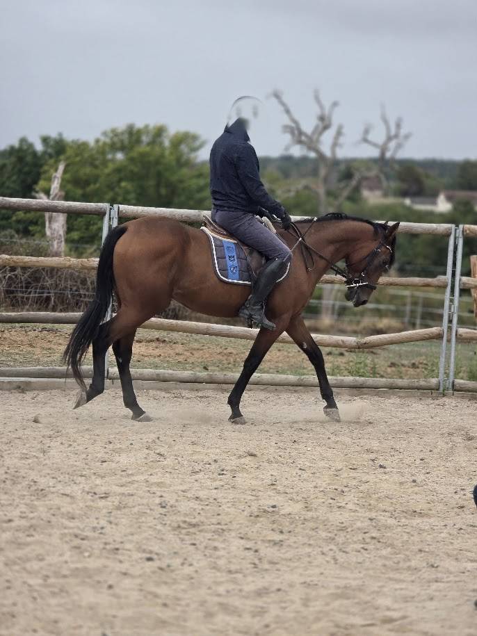 Ruin Franse draver  Te koop 2022 Donker bruin / bai