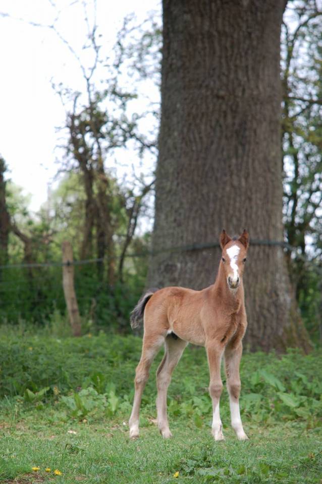 Veulen (ml) Welsh Partbred Te koop 2026 Donker bruin / bai ,  BOOTHSDALE STARFIRE