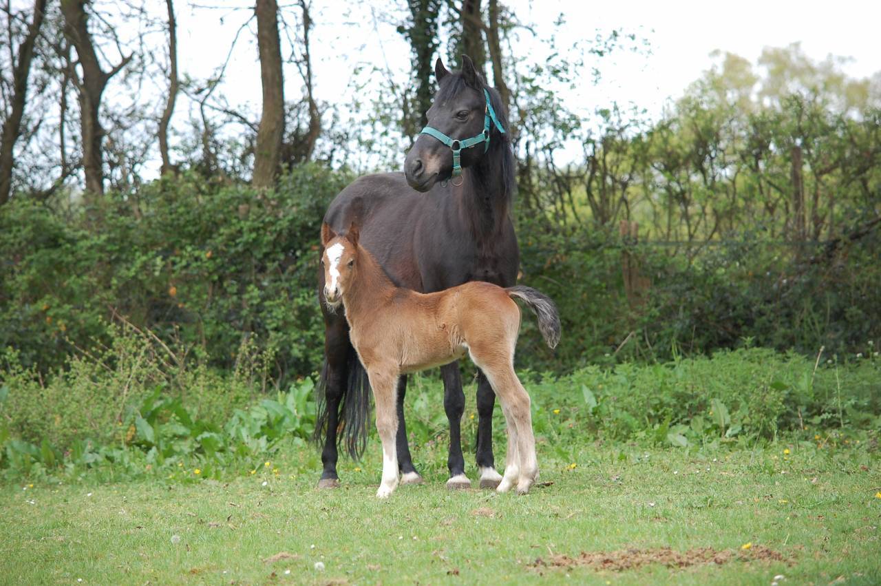 Veulen (ml) Welsh Partbred Te koop 2026 Donker bruin / bai ,  BOOTHSDALE STARFIRE