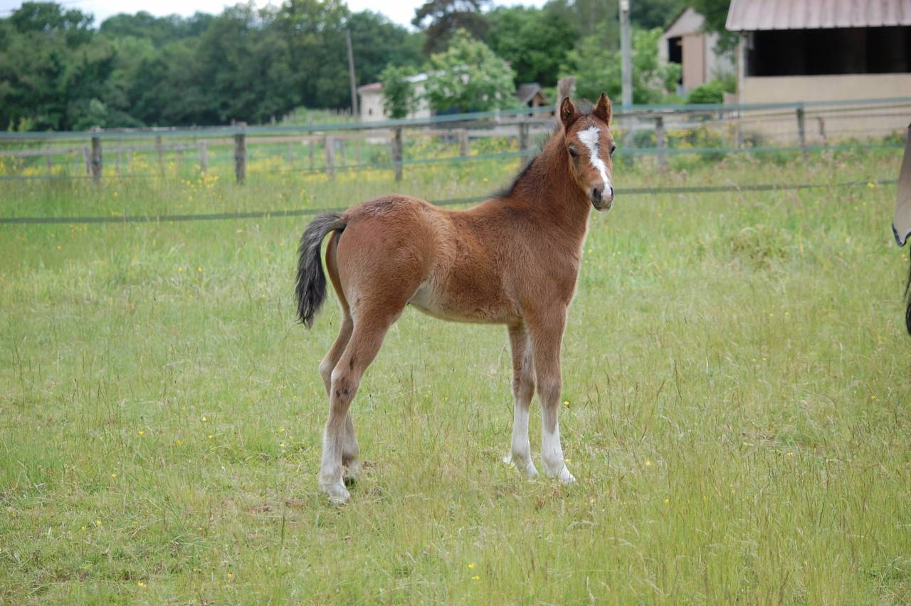 Veulen (ml) Welsh Partbred Te koop 2026 Donker bruin / bai ,  BOOTHSDALE STARFIRE
