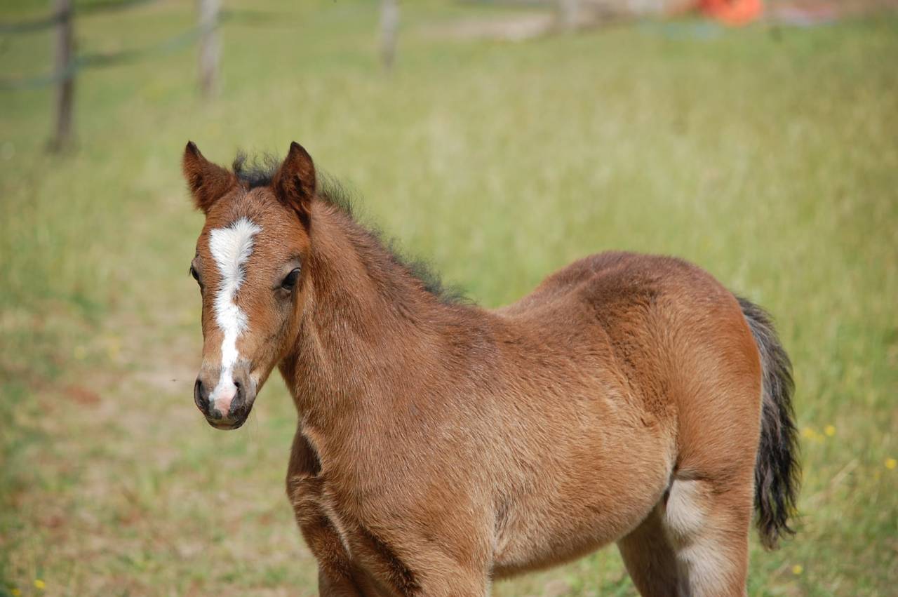 Veulen (ml) Welsh Partbred Te koop 2026 Donker bruin / bai ,  BOOTHSDALE STARFIRE