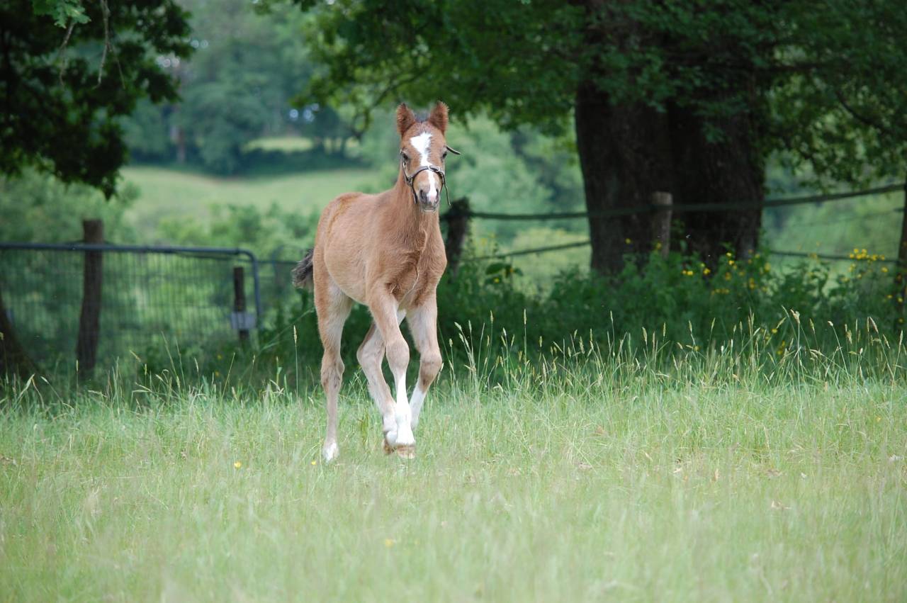 Veulen (ml) Welsh Partbred Te koop 2026 Donker bruin / bai ,  BOOTHSDALE STARFIRE