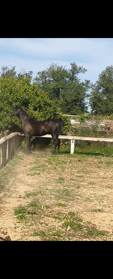 Draagmerrie Arabier Te koop 2013 Zwart