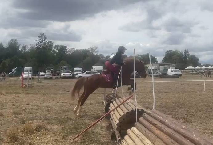 Merrie Franse rijpony PFS Te koop 2021 Vos ,  ugo des clas