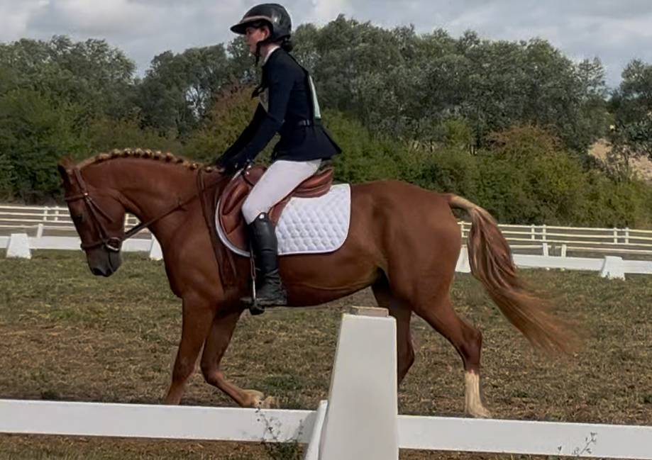 Merrie Franse rijpony PFS Te koop 2021 Vos ,  ugo des clas