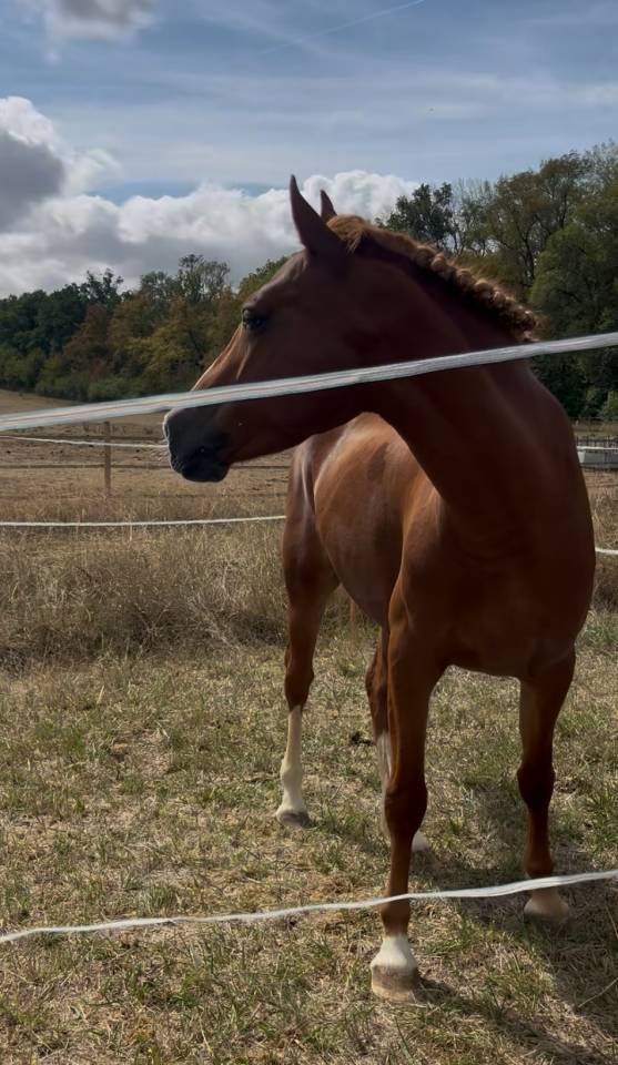Merrie Franse rijpony PFS Te koop 2021 Vos ,  ugo des clas