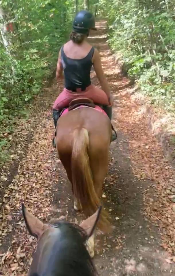 Merrie Franse rijpony PFS Te koop 2021 Vos ,  ugo des clas