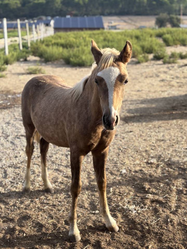 Veulen (vr) Welsh Partbred Te koop 2026 Palomino