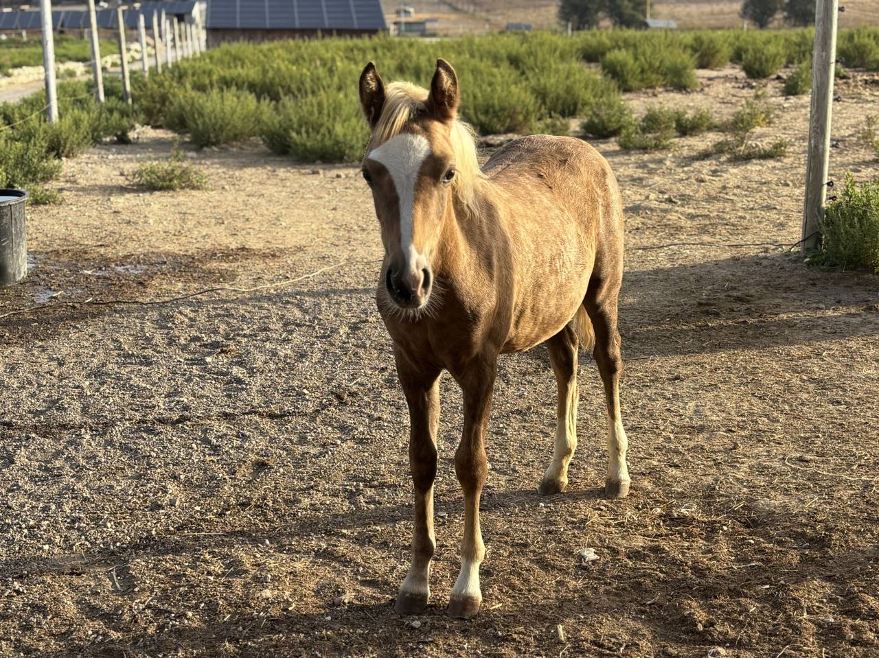 Veulen (vr) Welsh Partbred Te koop 2026 Palomino