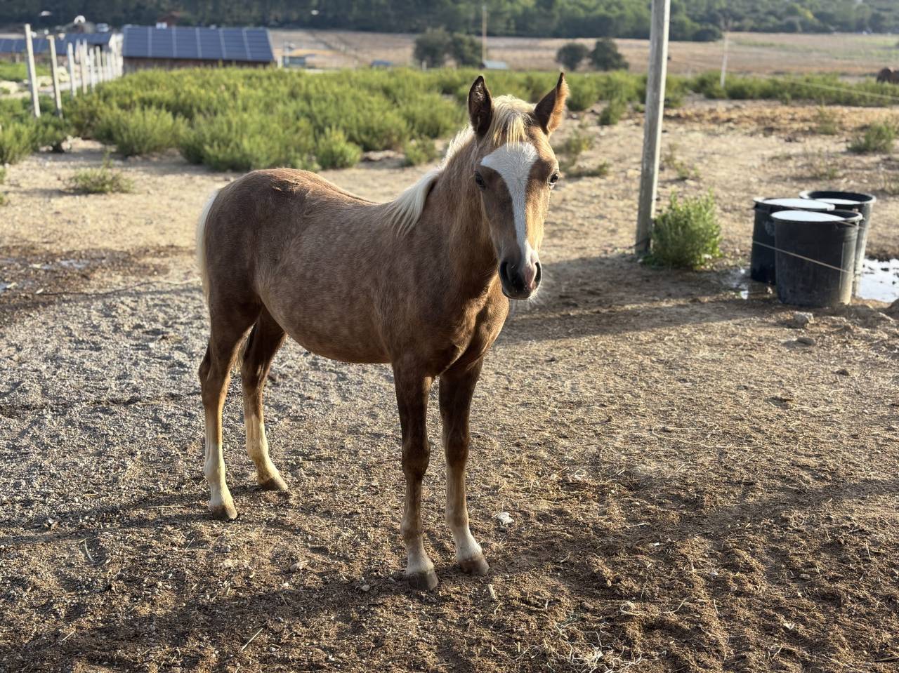 Veulen (vr) Welsh Partbred Te koop 2026 Palomino
