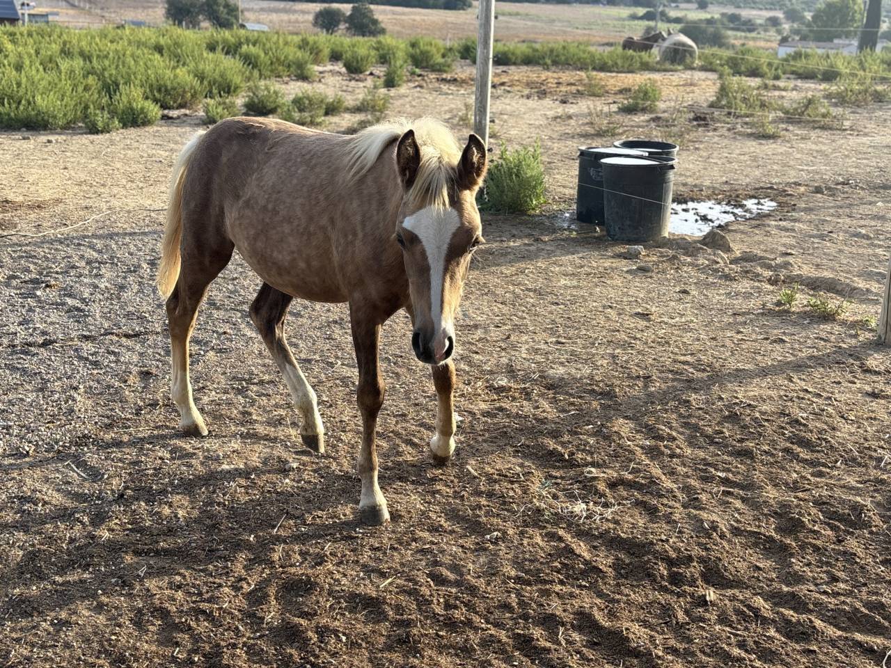 Veulen (vr) Welsh Partbred Te koop 2026 Palomino