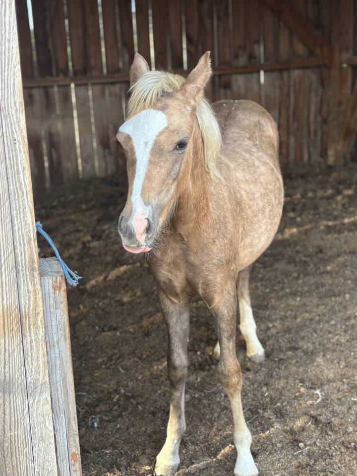 Veulen (vr) Welsh Partbred Te koop 2026 Palomino