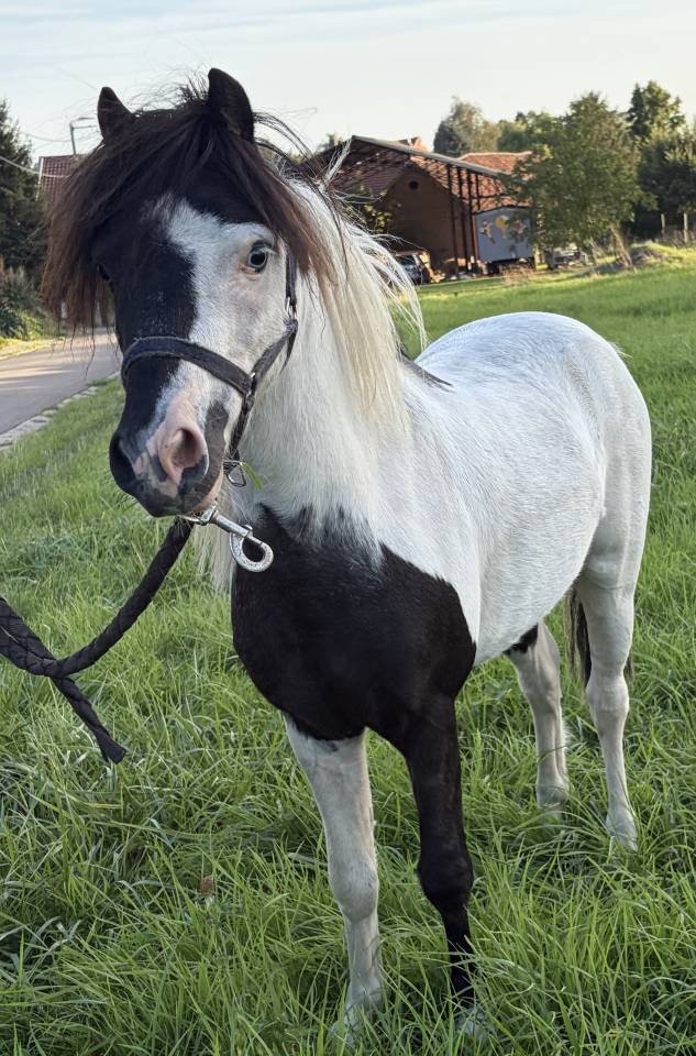 Dekhengst Andere pony rassen Te koop 2022 Bont