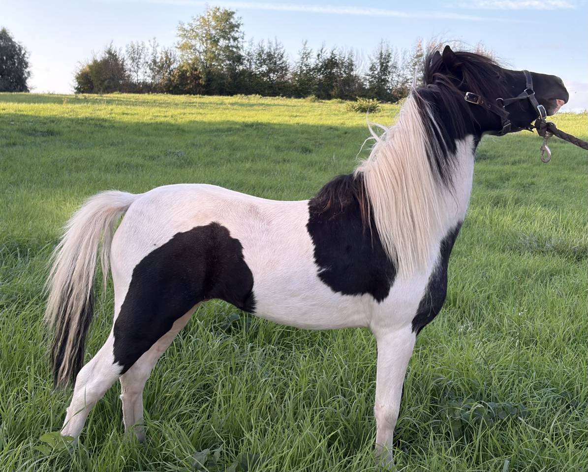 Dekhengst Andere pony rassen Te koop 2022 Bont
