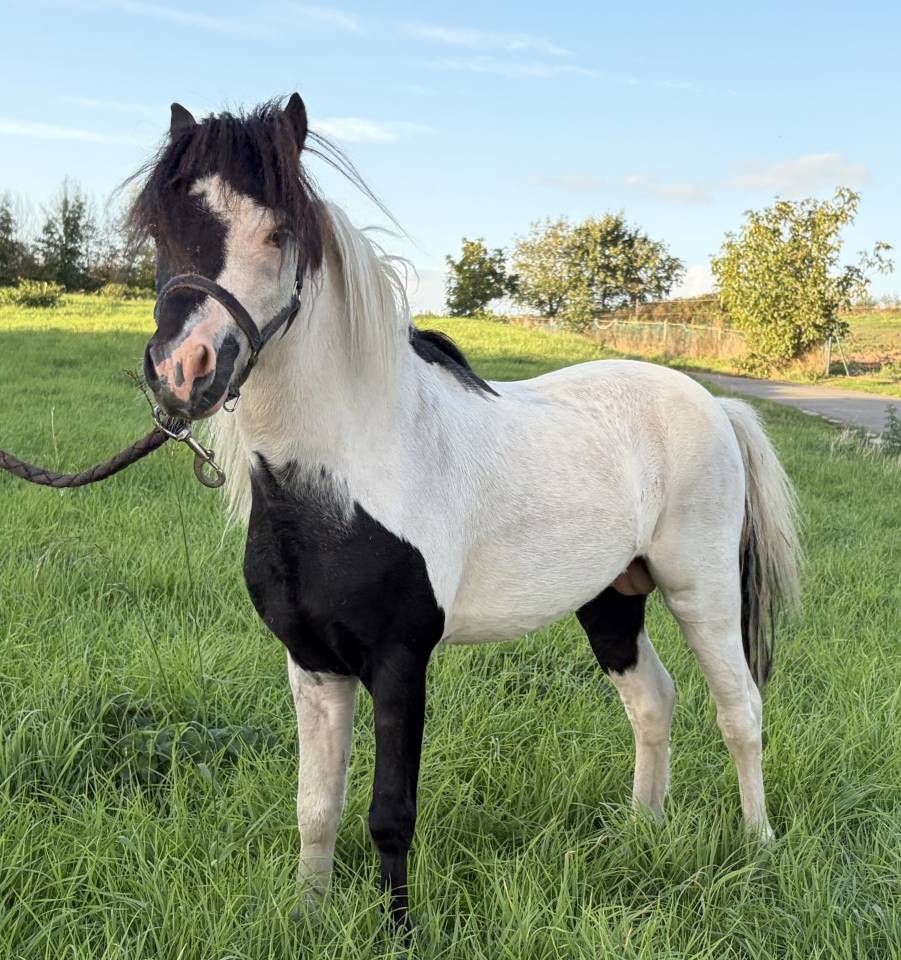 Dekhengst Andere pony rassen Te koop 2022 Bont