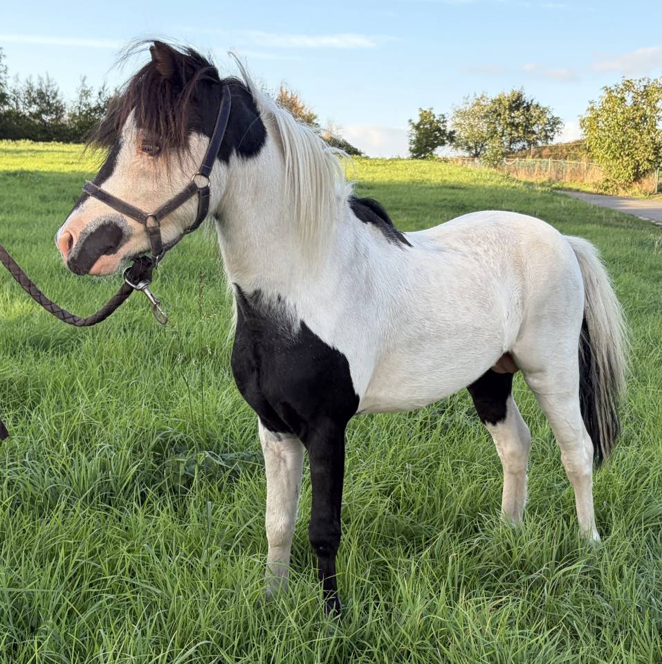 Dekhengst Andere pony rassen Te koop 2022 Bont