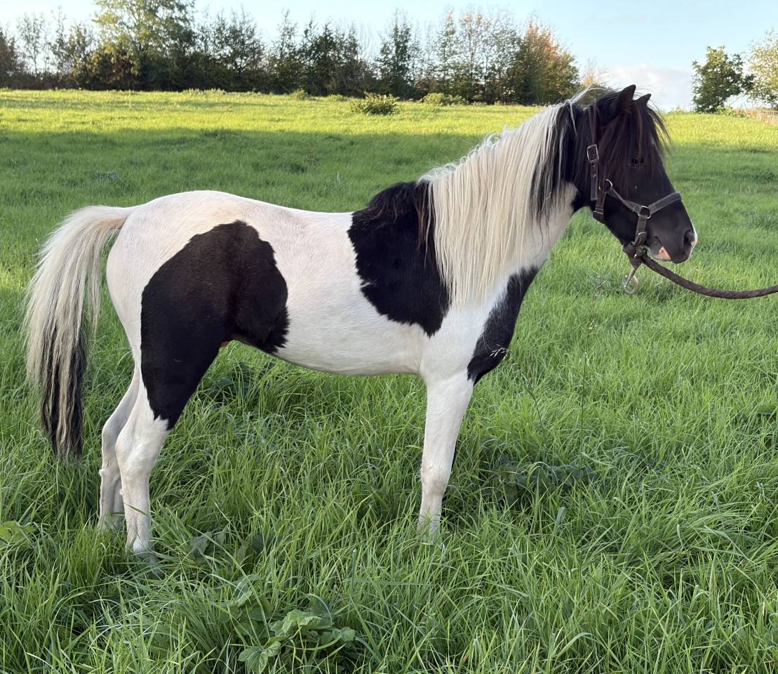 Dekhengst Andere pony rassen Te koop 2022 Bont