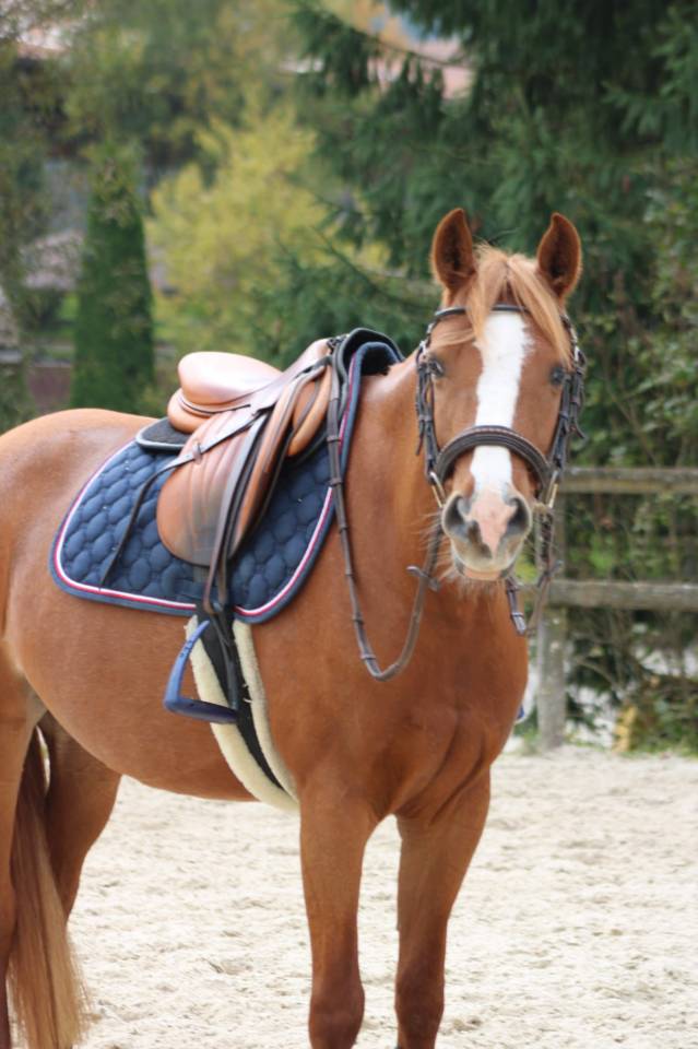 Merrie Franse rijpony PFS Te koop 2018 Vos ,  Etadam d&rsquo;Odival