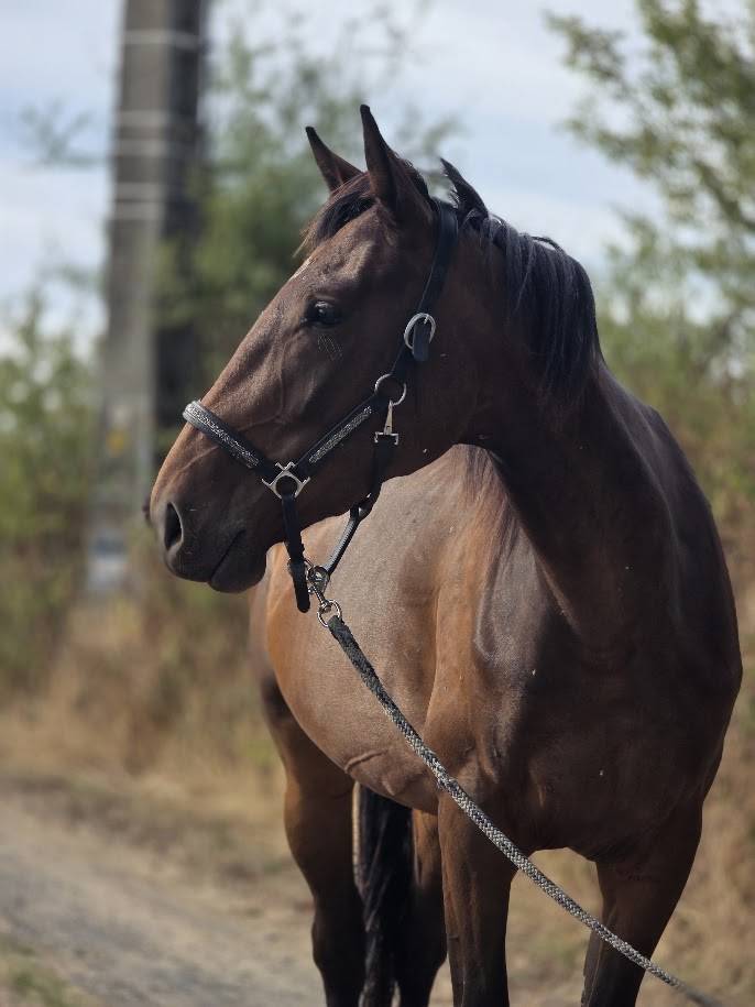 Merrie Franse draver  Te koop 2023 Donker bruin / bai