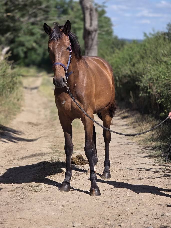 Merrie Franse draver  Te koop 2023 Donker bruin / bai