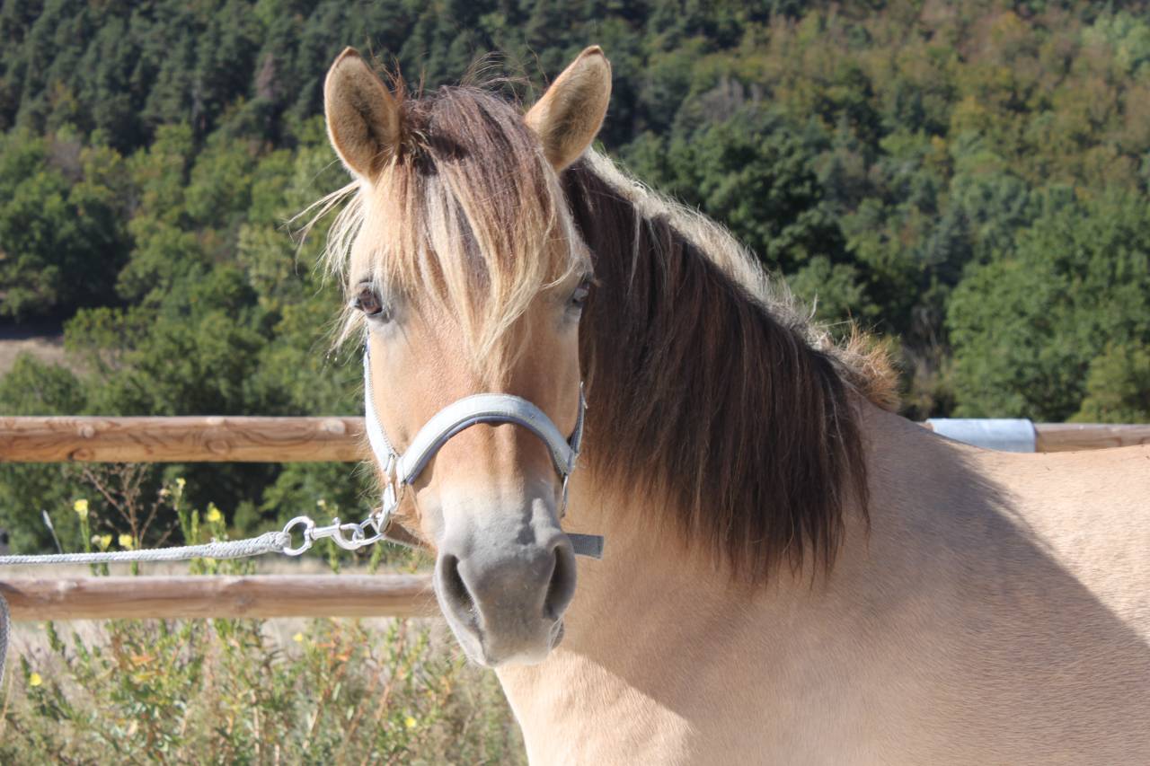 Merrie Fjord Te koop 2019 Isabel ,  OSLO D OBER