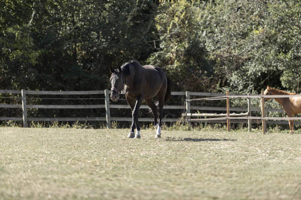 Eigenaren stal Koop Essonne