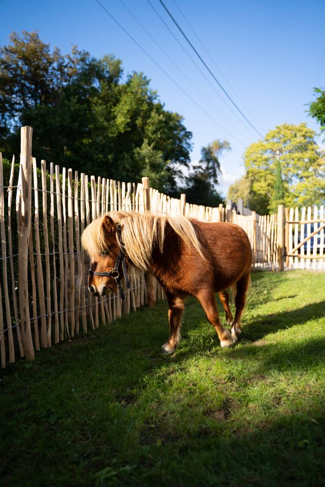 Dekhengst Shetland Te koop 2024 Bruin