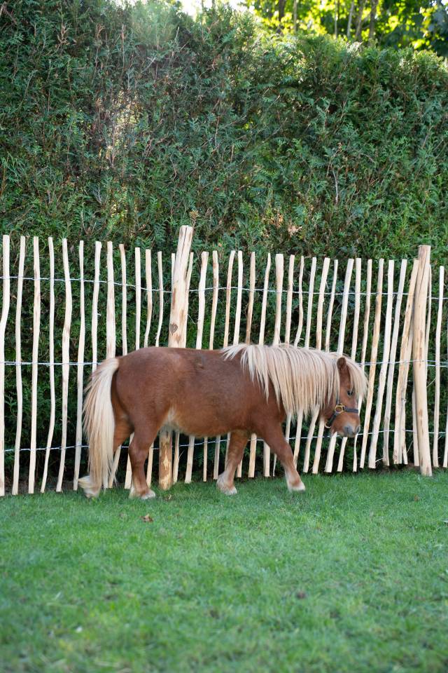 Dekhengst Shetland Te koop 2024 Bruin