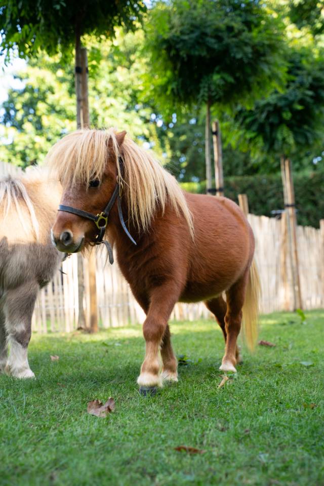 Dekhengst Shetland Te koop 2024 Bruin