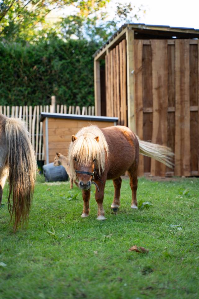 Dekhengst Shetland Te koop 2024 Bruin