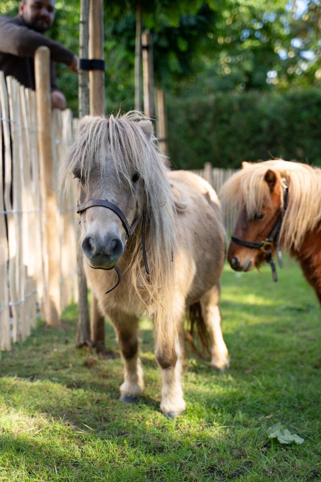 Merrie Shetland Te koop 2013 Schimmel