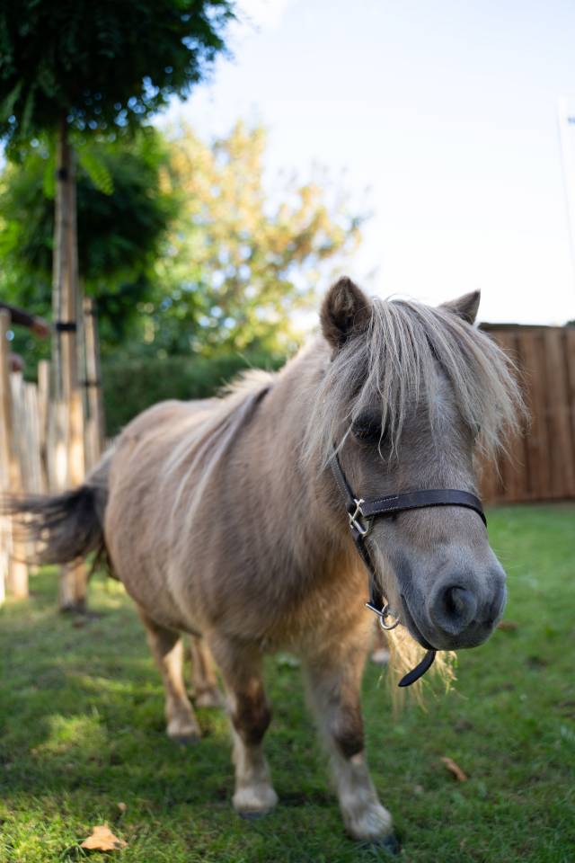 Merrie Shetland Te koop 2013 Schimmel