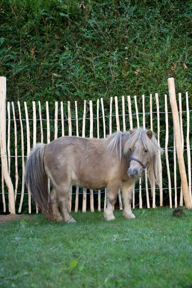 Merrie Shetland Te koop 2013 Schimmel
