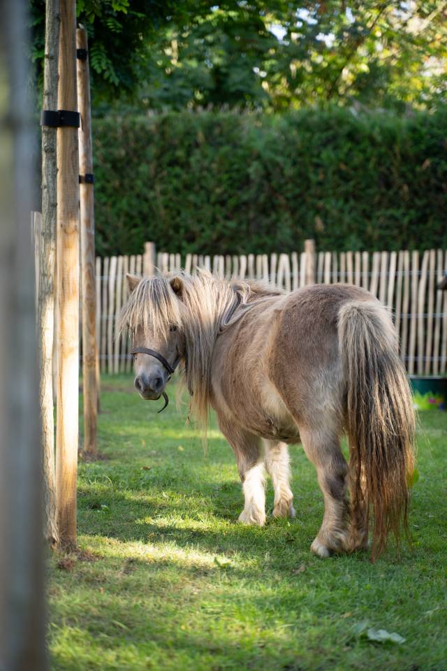 Merrie Shetland Te koop 2013 Schimmel