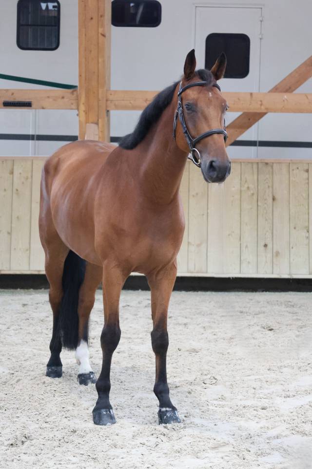 Ruin Selle Fran&ccedil;ais Te koop 2020 Donker bruin / bai ,  TANGELO VAN DE ZUUTHOEVE
