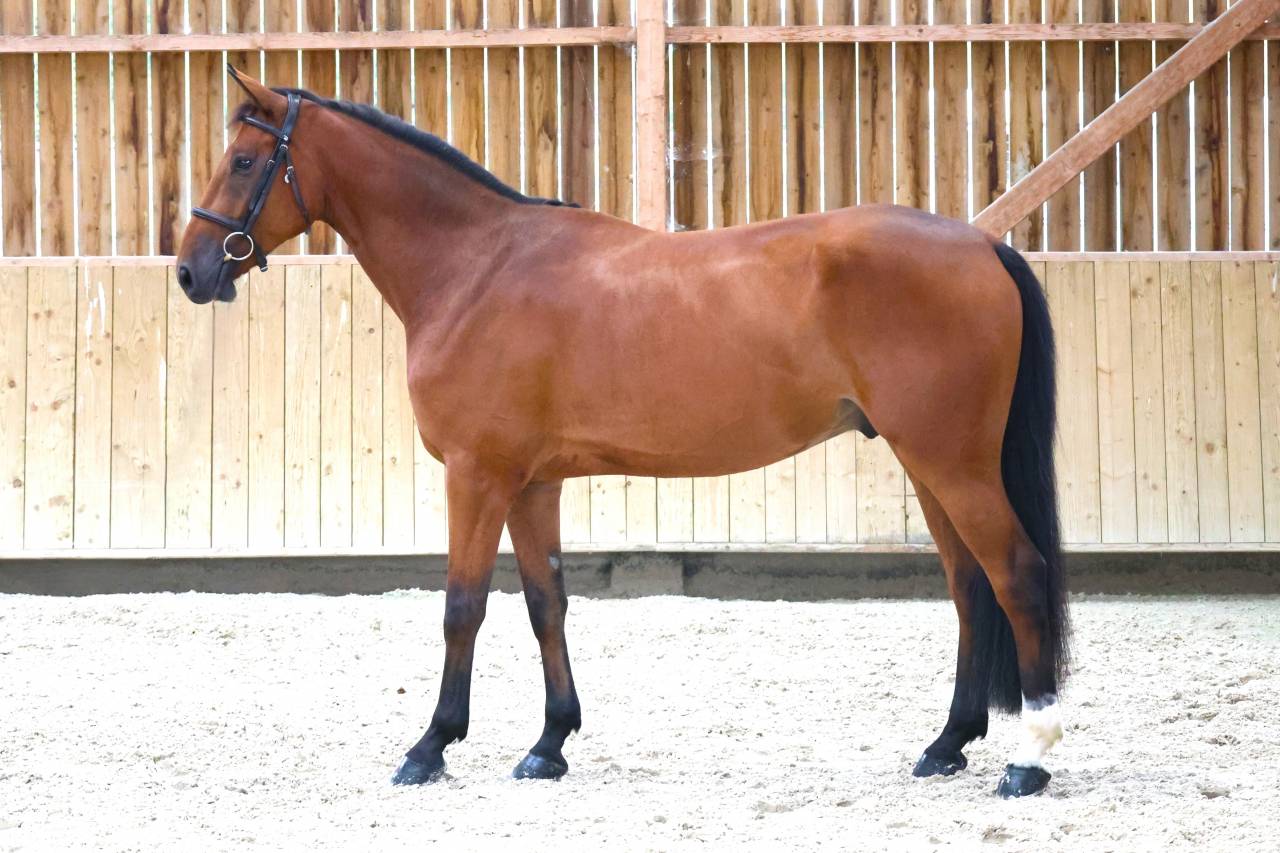 Ruin Selle Fran&ccedil;ais Te koop 2020 Donker bruin / bai ,  TANGELO VAN DE ZUUTHOEVE