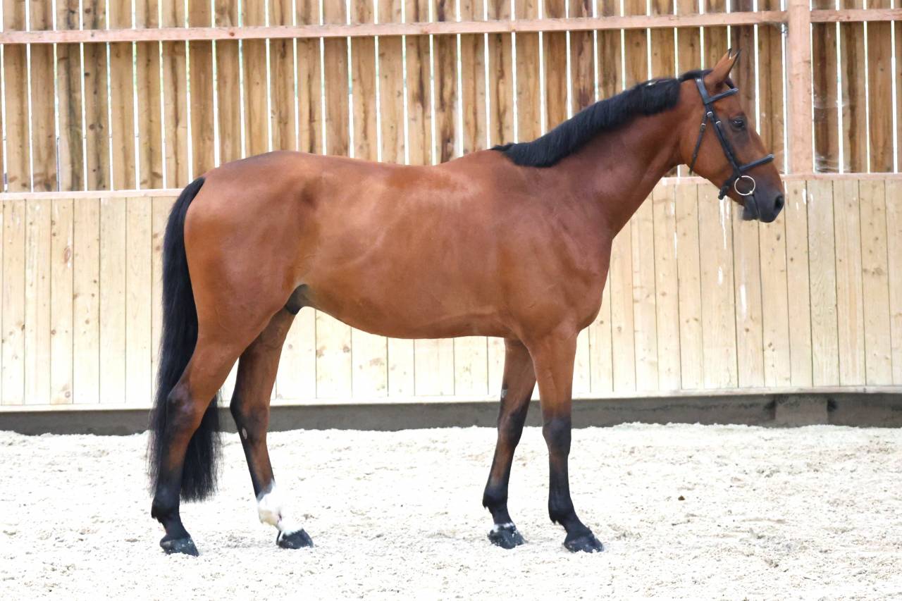Ruin Selle Fran&ccedil;ais Te koop 2020 Donker bruin / bai ,  TANGELO VAN DE ZUUTHOEVE