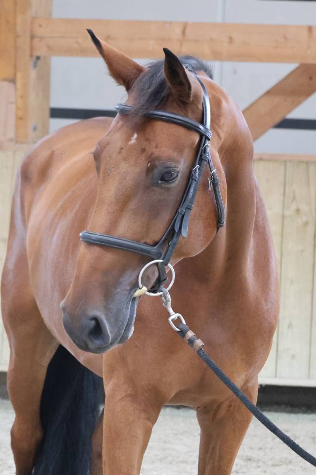 Ruin Selle Fran&ccedil;ais Te koop 2020 Donker bruin / bai ,  TANGELO VAN DE ZUUTHOEVE