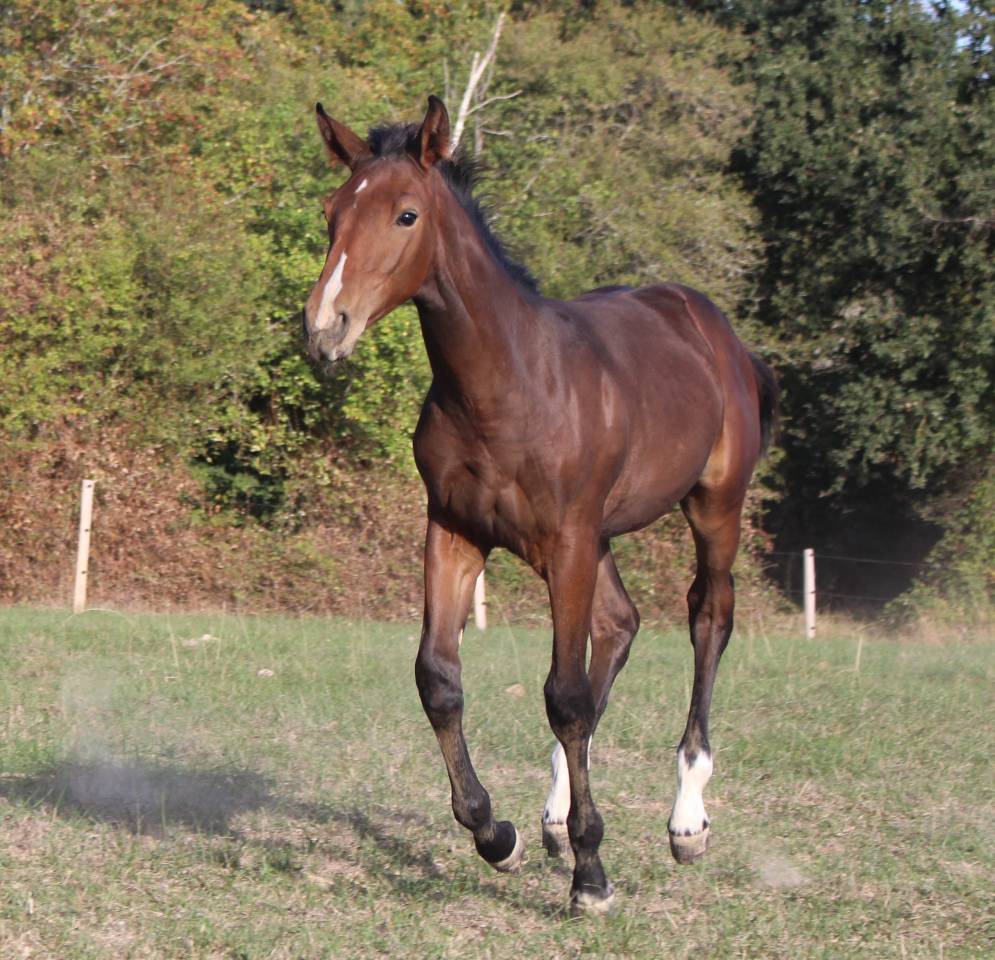Merrie Selle Fran&ccedil;ais Te koop 2019 Bruin / Bai
