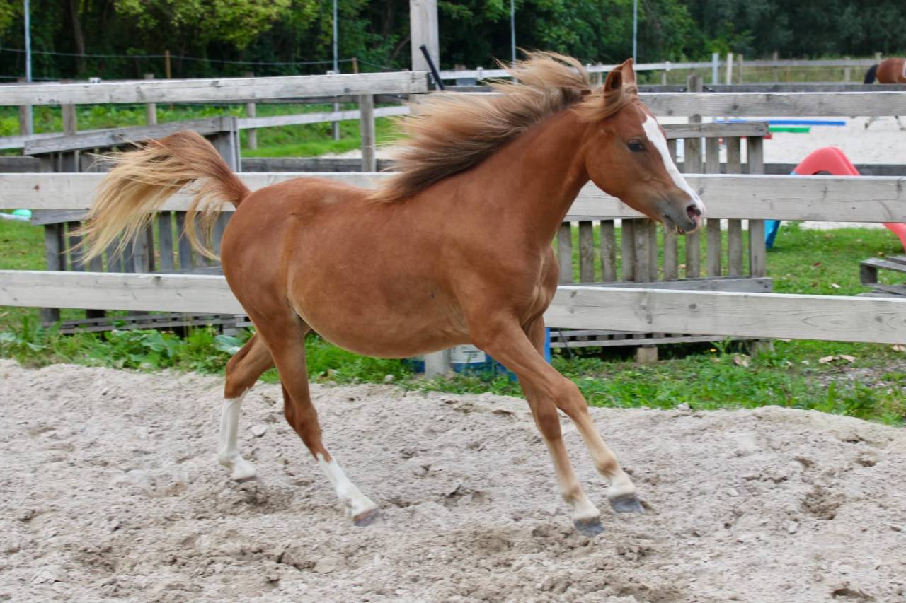 Merrie Franse rijpony PFS Te koop 2025 Vos ,  Very star kerveyer