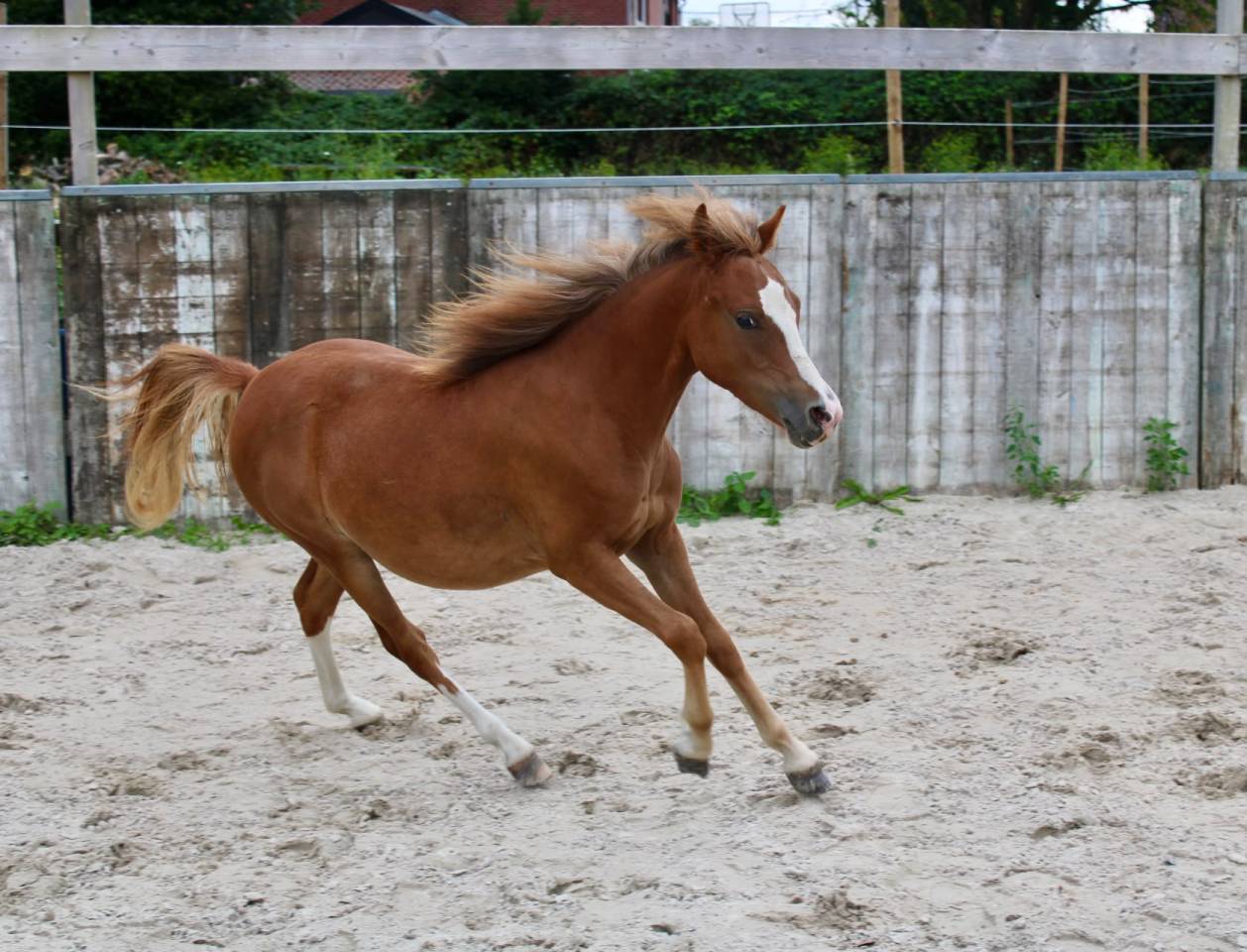 Merrie Franse rijpony PFS Te koop 2025 Vos ,  Very star kerveyer