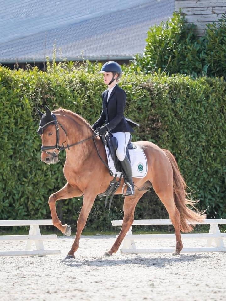 Dekhengst Franse rijpony PFS Te leen 2020 Vos