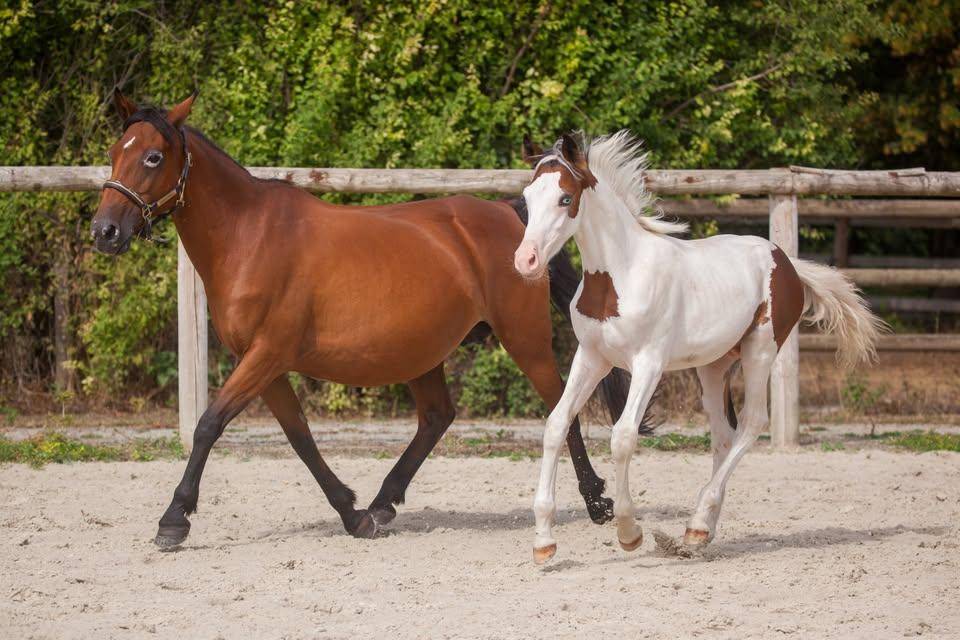 Draagmerrie New Forest Te koop 2009 Donker bruin / bai ,  Woodrow Prince Harry