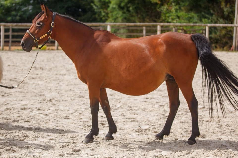 Draagmerrie New Forest Te koop 2009 Donker bruin / bai ,  Woodrow Prince Harry
